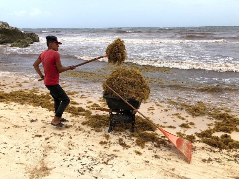 墨西哥海岸遭马尾藻侵袭 海水变褐色