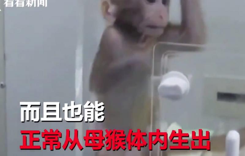 科学家培育出“人猴胚胎” 出生后或有自我意识