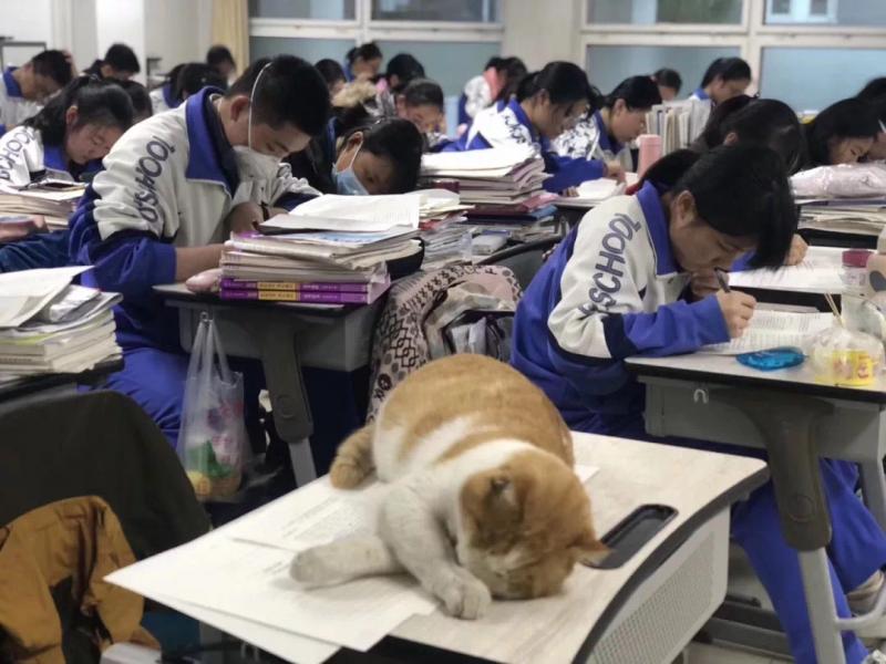 13、喂，也别忘了我啊，我是高三喵。.jpeg