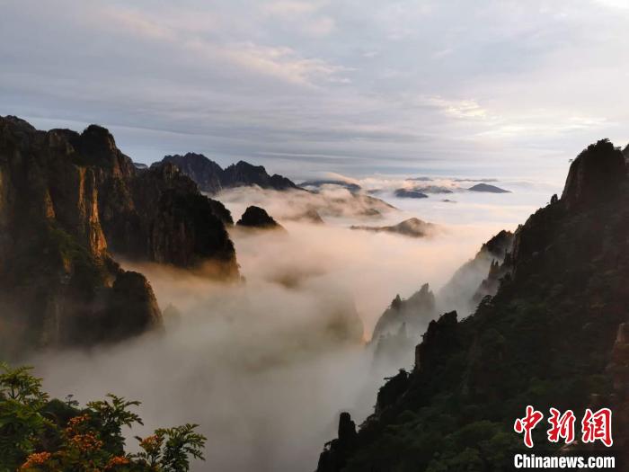 夕阳光辉投射在黄山云海之上 葛旭芳 摄