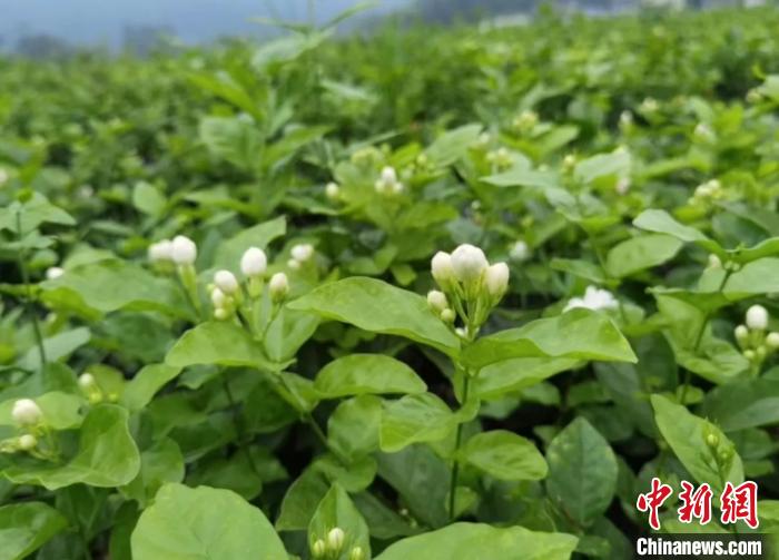 犍为县茉莉花基地里的茉莉花。犍为县委宣传部供图