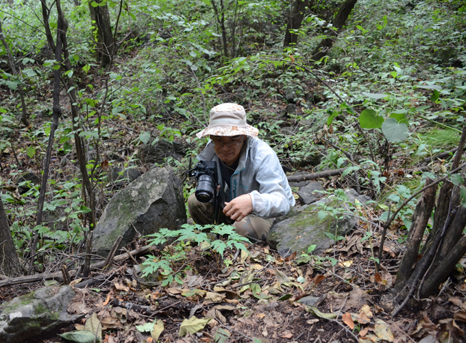 北京市重点野生植物调查（第二株野生百花山葡萄）.png