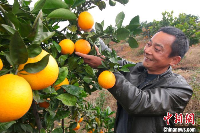 种植大户章建明正忙着采摘脐橙。　王成前 摄