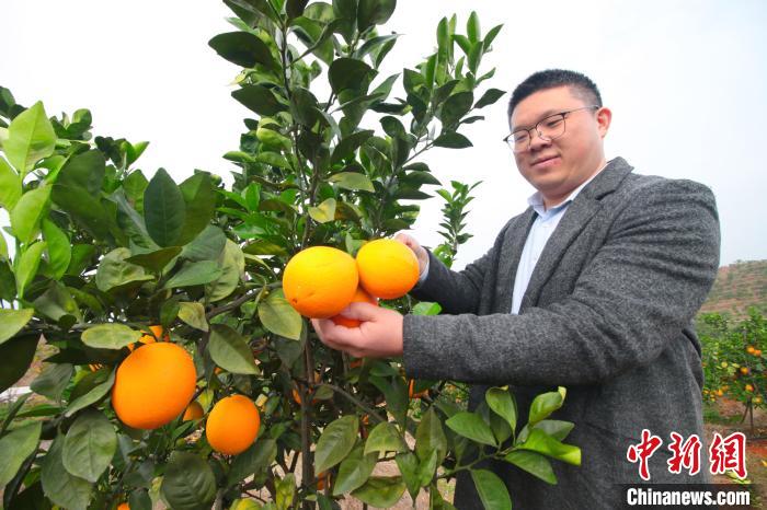 在余干县大溪乡岭底村脐橙种植基地，游客正在体验采摘乐趣。　王成前 摄