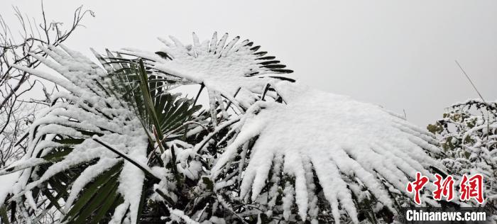 千树万树梨花开。　曹雪 摄