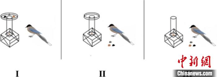 实验室提供给灰喜鹊的训练装置。　被采访者供图 摄
