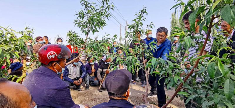 平谷果品办技术专家喻永强在巴格托格拉克村给果农讲解夏季桃树管理知识1.jpg