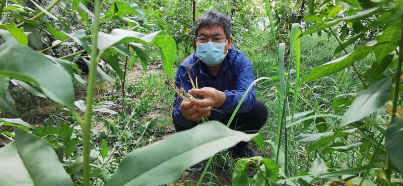 平谷果品办技术专家喻永强在杭桂镇和佳新村温室桃基地查看土壤有机质改良情况.jpg