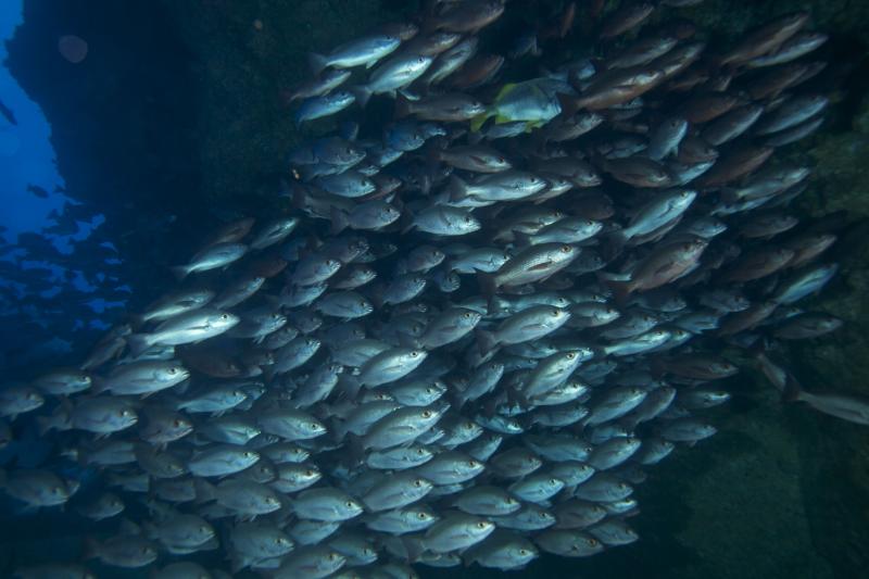 Cocos_Fish School_©Nonie Silver.jpg
