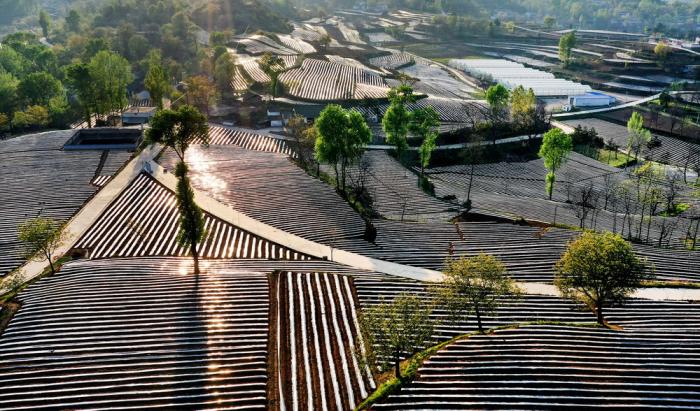 这是4月27日在洛南县石门镇拍摄的地膜田园风光(无人机照片).