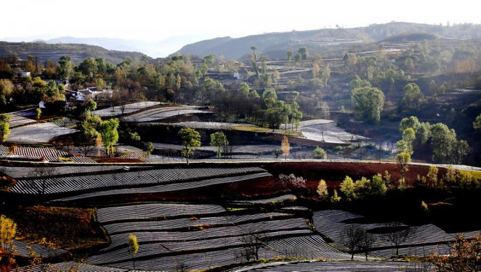 这是在洛南县石门镇拍摄的地膜田园风光(4月24日摄).