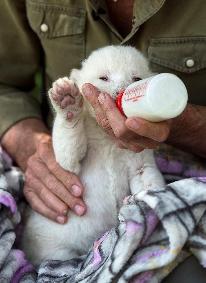 萌图| 西班牙"首只"白狮子宝宝和媒体见面 卖萌本领强