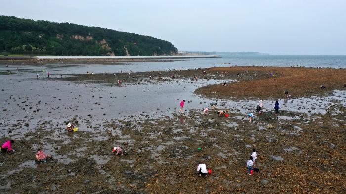 7月17日,市民在山东省荣成市一处海滩上赶海(无人机照片).