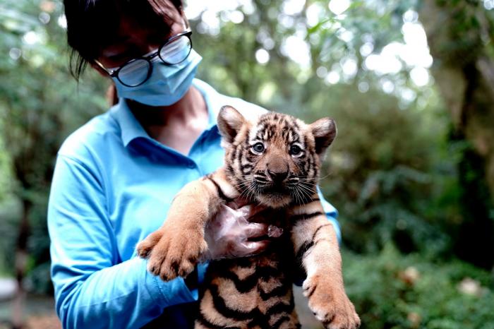 上海野生動(dòng)物園有哪些動(dòng)物_杭州野生動(dòng)物世界 年均游客_游客談上海野生動(dòng)物園經(jīng)歷