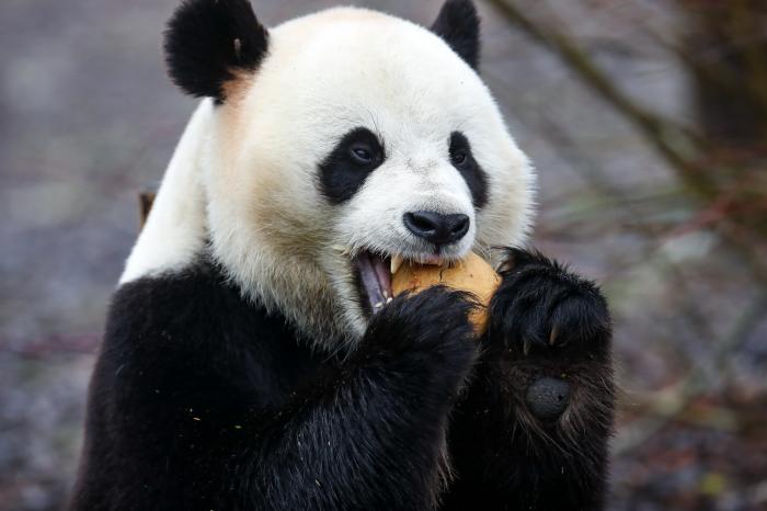 比利时大熊猫纪录片图片