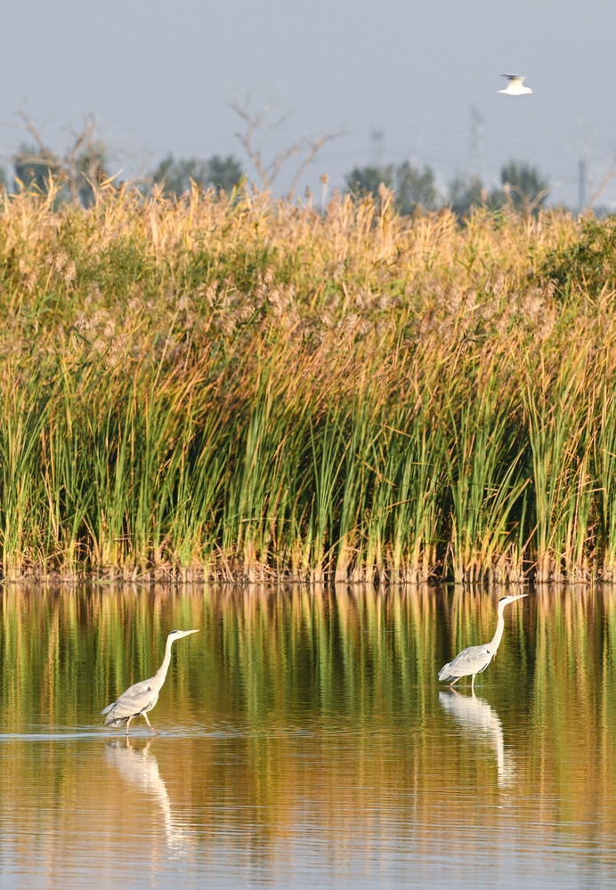 七里海湿地自然保护区,白琵鹭,苍鹭,灰鹤等候鸟在芦苇荡上舞出翩跹