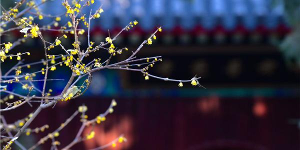 美图｜国家植物园蜡梅绽放 初冬京城添金蕊