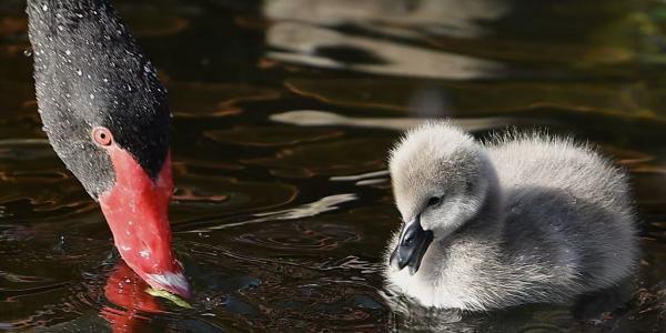 图可爱｜圆明园8只圆滚滚黑天鹅幼崽萌翻游客