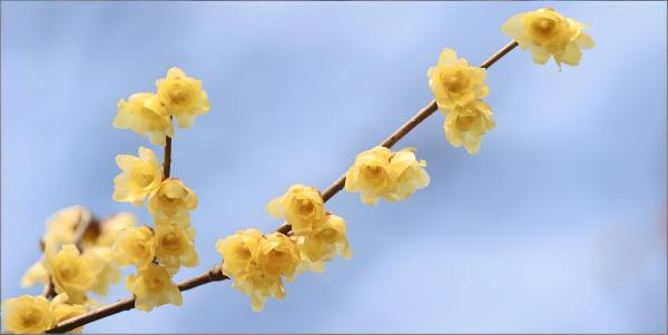 美丽北京 | 蜡梅初绽