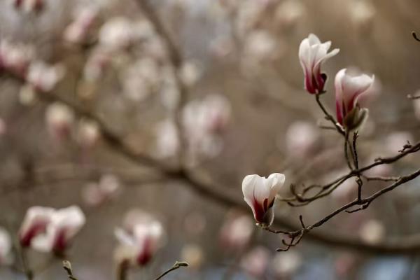 美丽北京｜永定河畔玉兰初绽，市民打卡春日的“冰清玉洁”