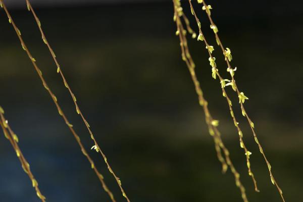 看北京｜北京莲花河柳芽初绽，市民踏青赏春正当时