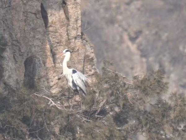 近百只苍鹭如期北归，延庆白河堡水库迎“生态信使”