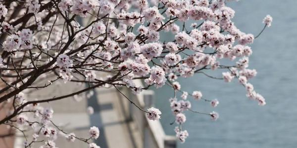 美丽北京｜护城河沿岸春花盛放，市民踏享春光