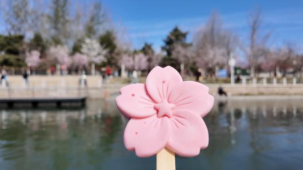 “船在花中行，人在画中游”北小河游船4月3日首航