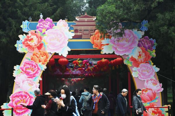 景山牡丹路迎来最佳观赏期，古建飞檐下藏着“雍容国色”