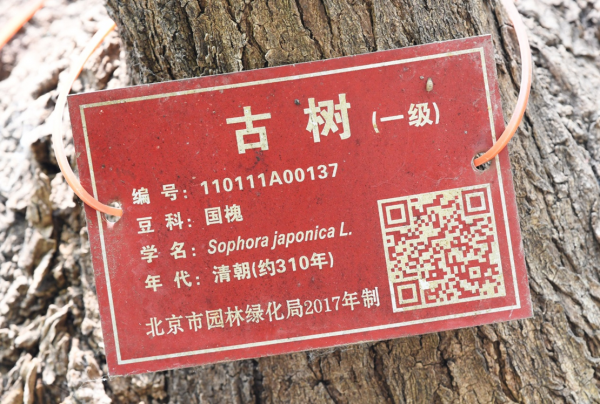 追踪报道｜北京房山“古槐王”不再“一树两龄”，树龄统一为310年